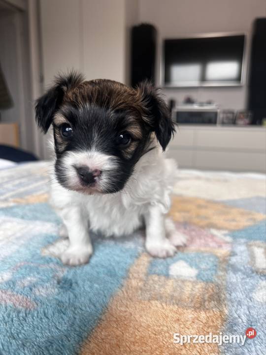 Piesek Papillon Pozostałe Trzebnica sprzedam