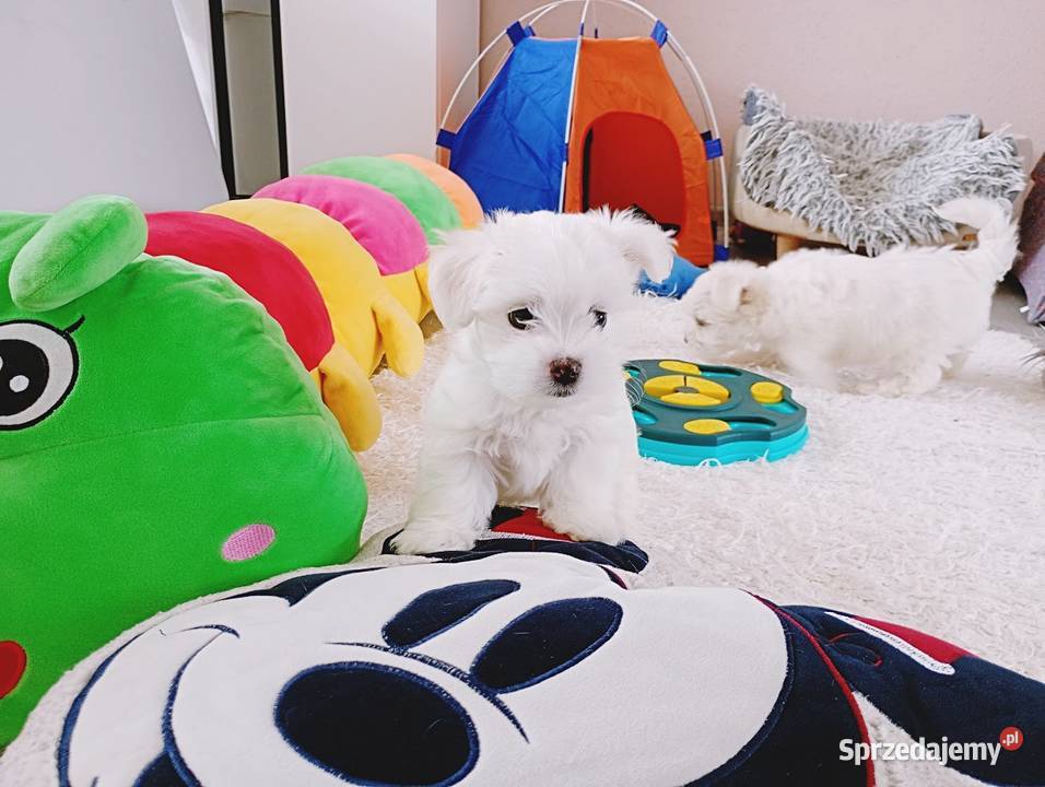 Maltańczyk szczenię piesek Racibórz