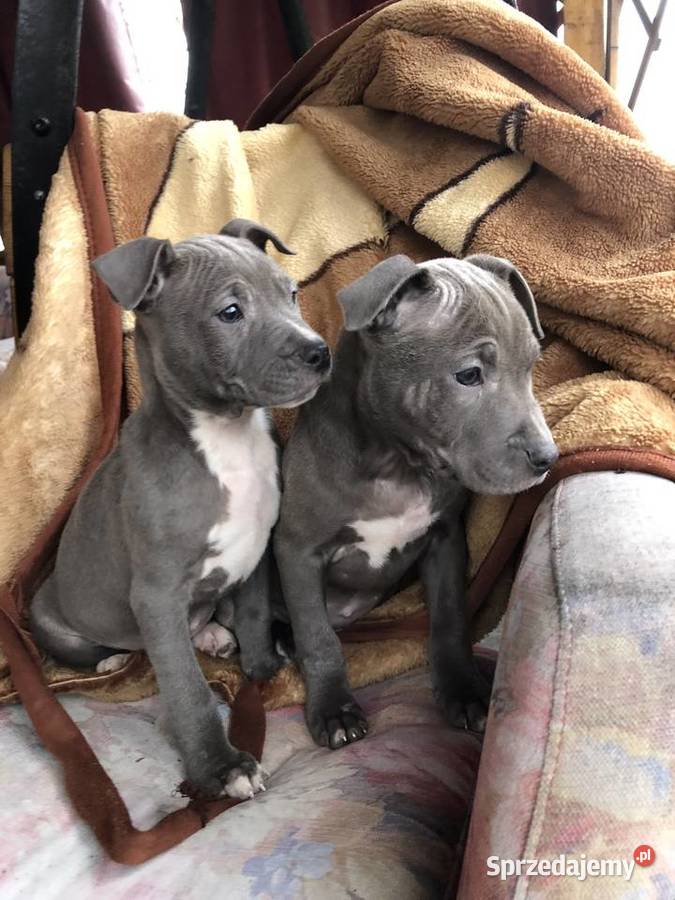 Amstaff szczeniaki Sutków