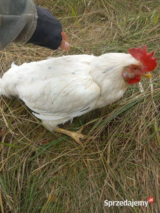 Sprzedam kury nioski sendy Józefów