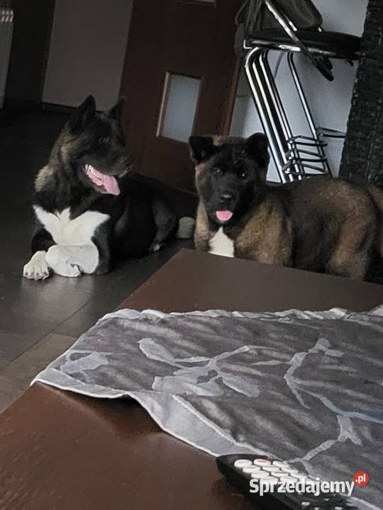 Akita Amerykańska szczeniaki ostatni piesek Koźmin Wielkopolski
