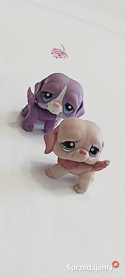 Pieski bernardy zestaw LPS Braniewo