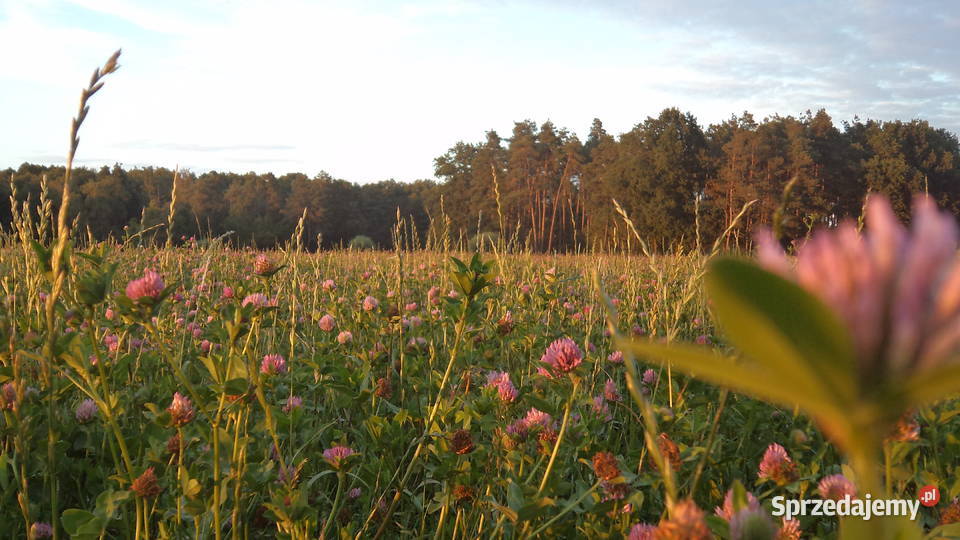 sprzedam siano Trawy, słoma Imielno