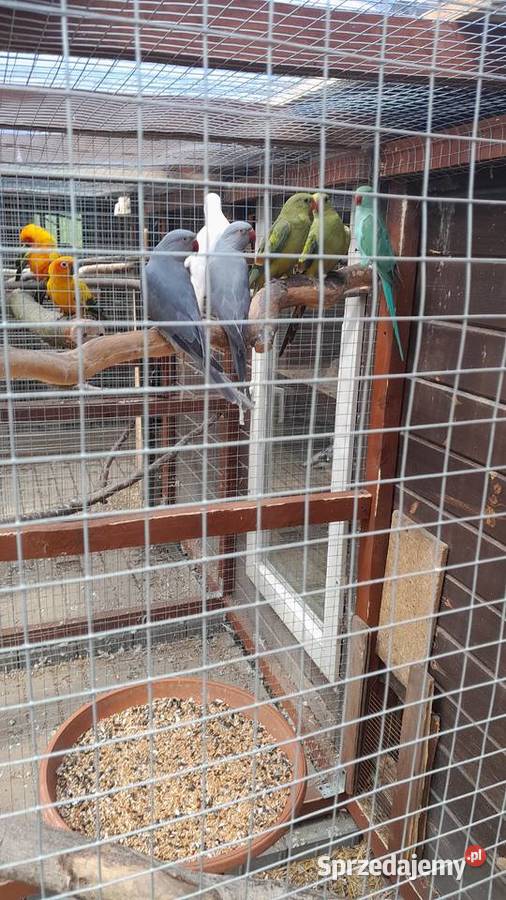 Sprzedam samca konury słonecznej Ptaki Raków