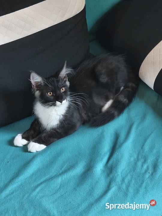 Kocu rasy Maine coon z rodowodem ostatni wolny Kielce