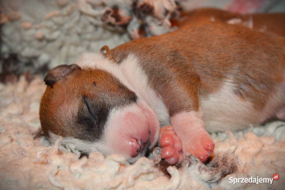 Bulterier miniaturowy Szczenięta ZKwP FCI