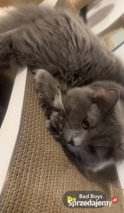 Kotki brytyjskie Brytyjski Chróścin