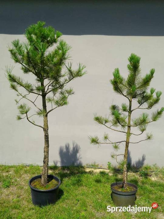 Sosna czarna 215 i 190 Skierniewice