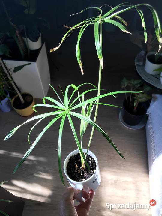 Cibora papirus wariegata Dom i Ogród Warszawa