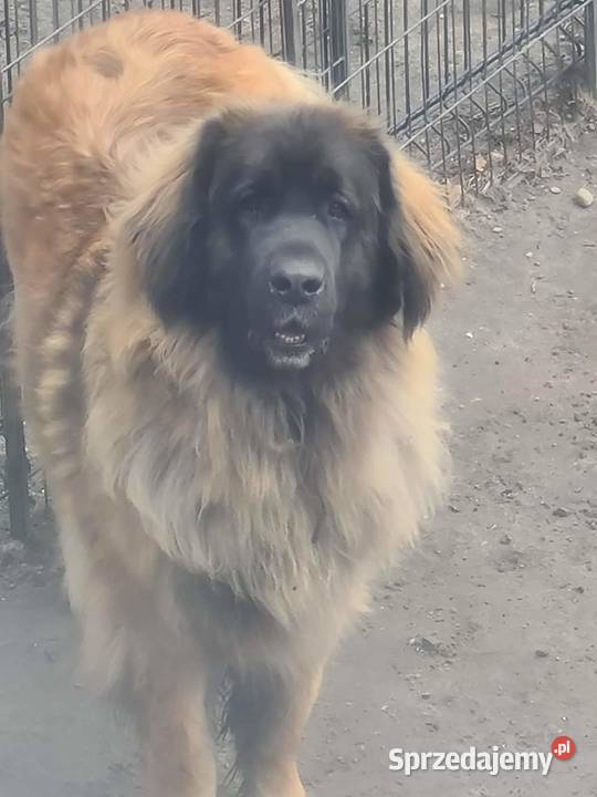 Leonberger szczenięta z hodowli Nekla