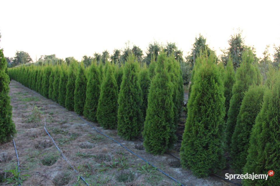 Tuja SzmaragdThuja Smaragd 140160 SUPER JAKOŚĆ mazowieckie Mogielnica