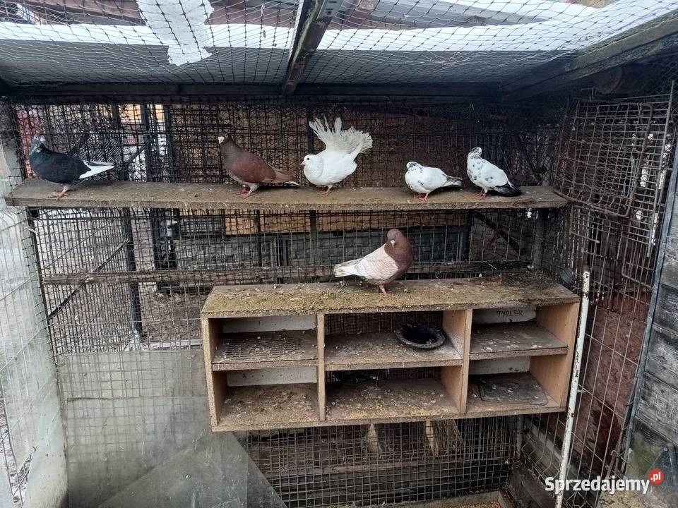 Gołębie sprzedam Ptaki Ćmielów