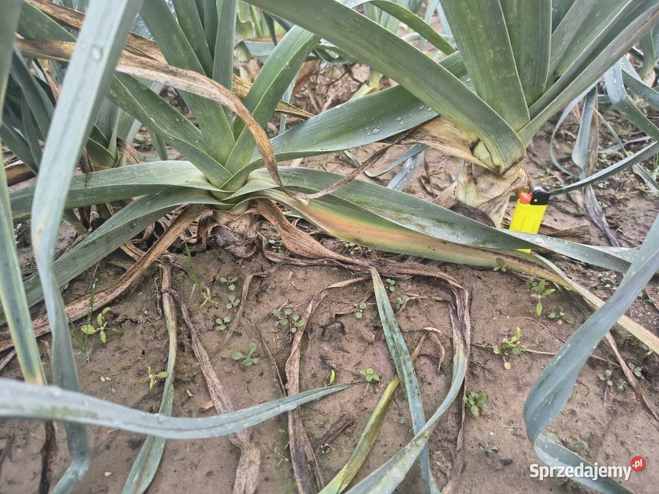 Sprzedampora Majdan Ostrowski sprzedam