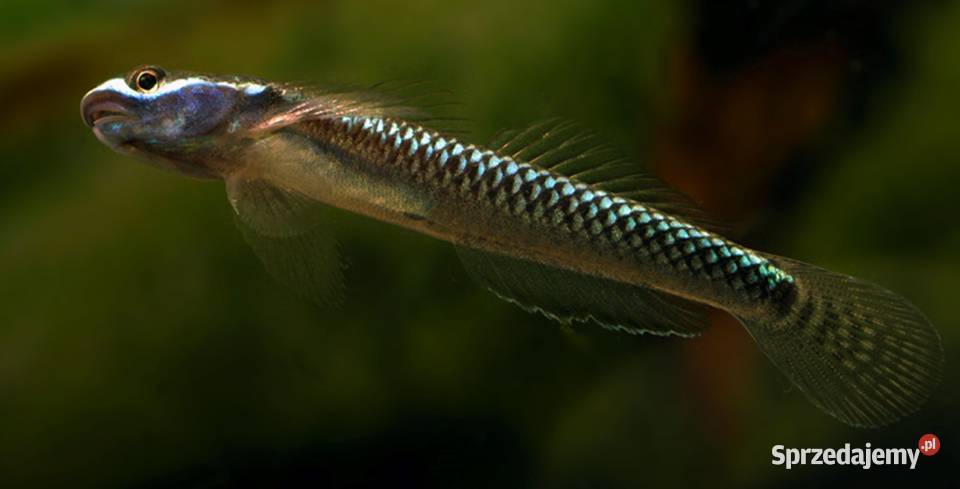 Babka semoni Stiphodon semoni SPRAWDZ NASZE Zwierzęta Gdańsk