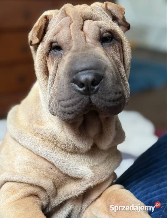 Szczenięta rasy shar pei pomorskie Rębiechowo