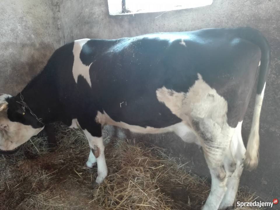 Sprzedam krowy Abramów