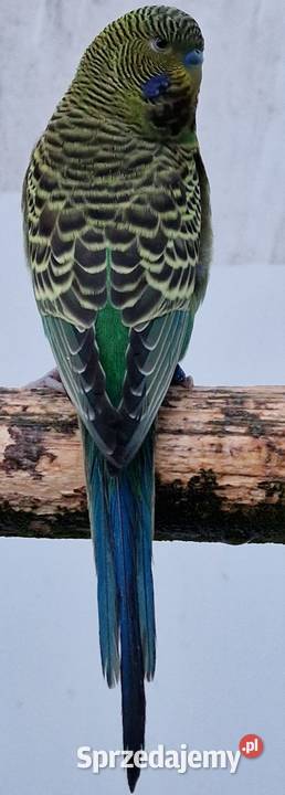 papużka falista blackface łatwo się oswaja może