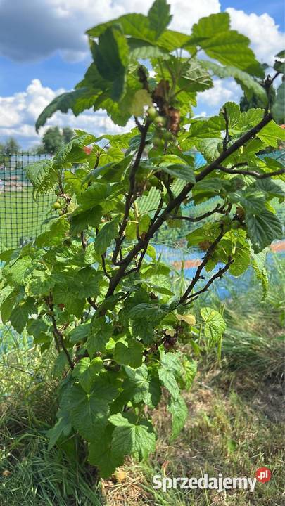 Działka ROD Gorzów Wlkp Śląska ROD Jedwab woda Gorzów Wielkopolski sprzedam