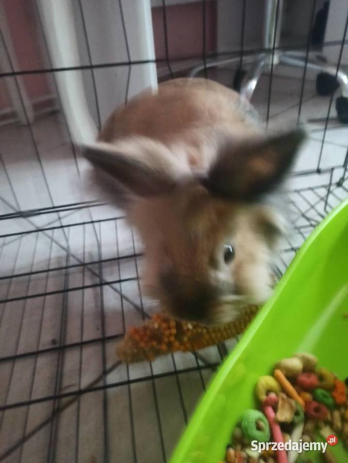 Sprzedam krolika łódzkie Zgierz