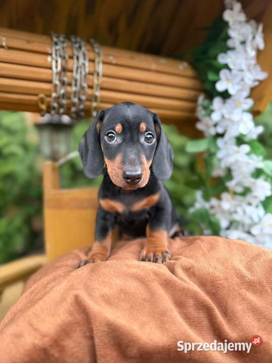 Piękny piesek Jamnik miniaturowy czarny Katowice