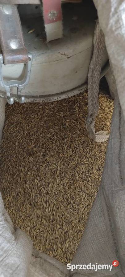 Sprzedam nasiona owsa