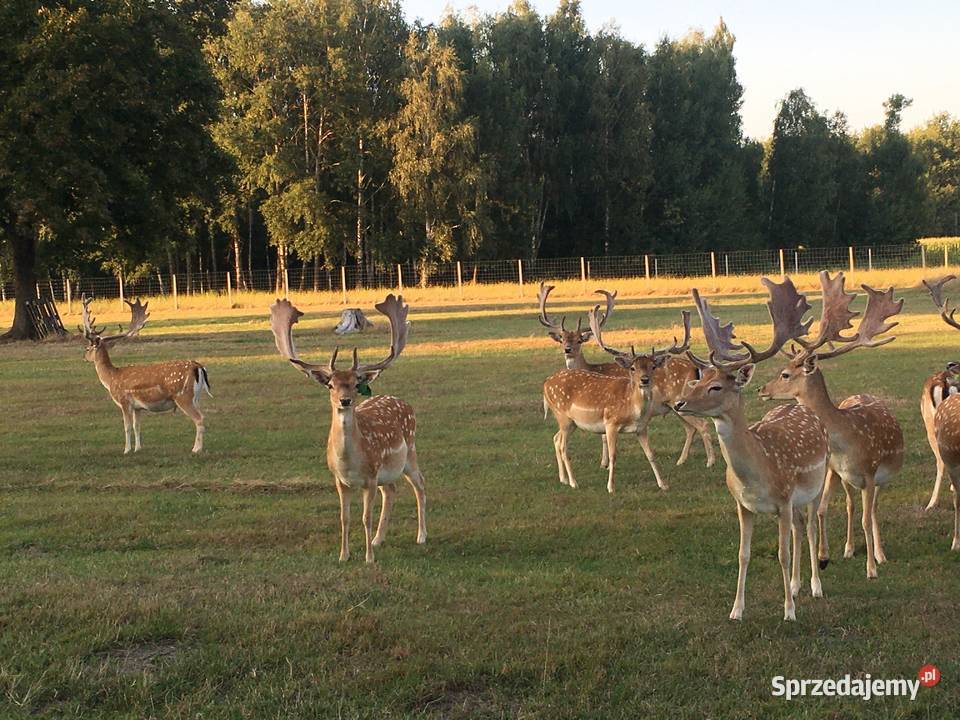 Daniele Łanie Byki Byczki Cielaki Łopatacze Biała Podlaska
