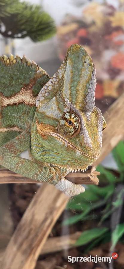 Kameleon jemeński z terarium małopolskie Wieliczka
