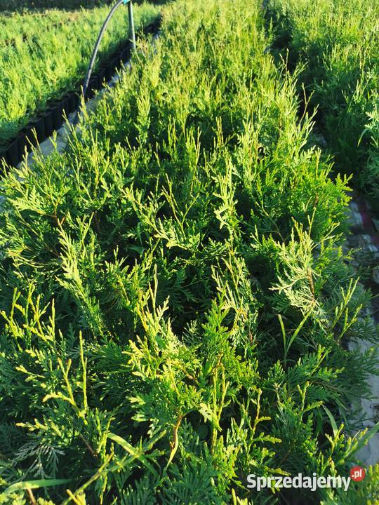 Thuja occidentalis Żywotnik zachodni sadzonki p9 Inowrocław