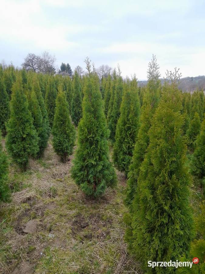 Tuja szmaragd szmaragdowa tuje na żywopłot Pozostałe Warszawa