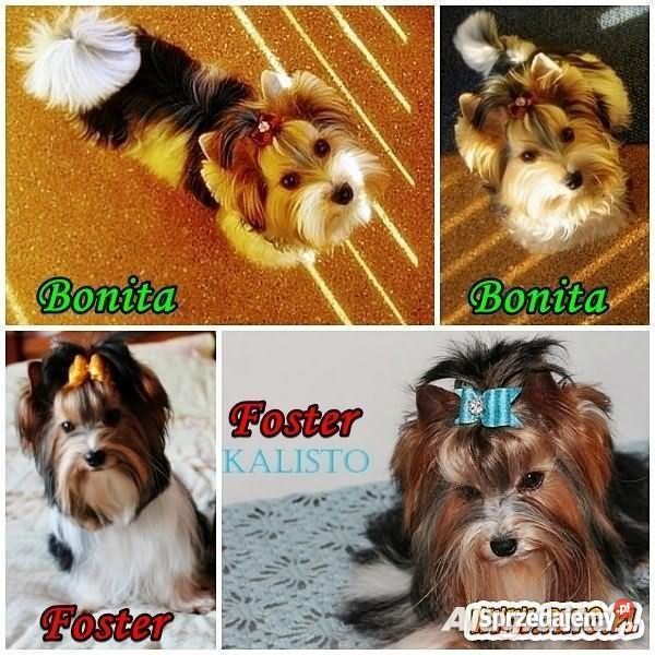 Biewerki 3 miesięczne pieski z rodowodem Lublin