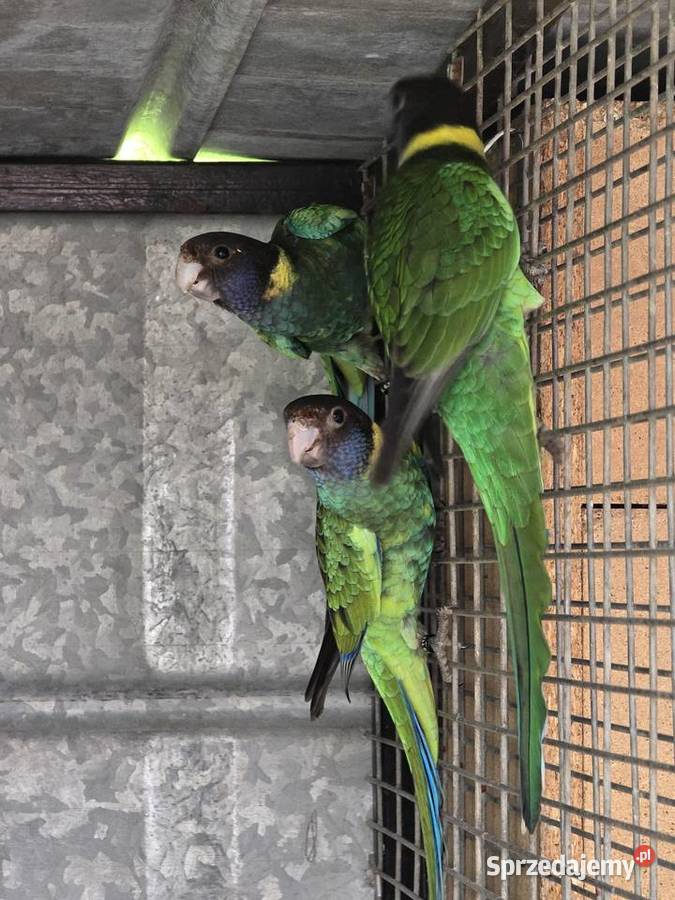 Rozelle czarnogłowe Kragen 2025r sprzedam