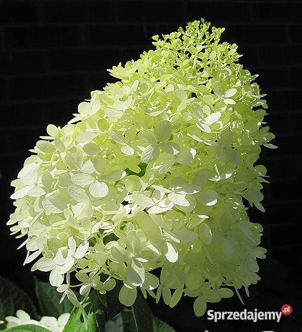 HORTENSJA LIMELIGHT sadzonki w doniczkach Rośliny