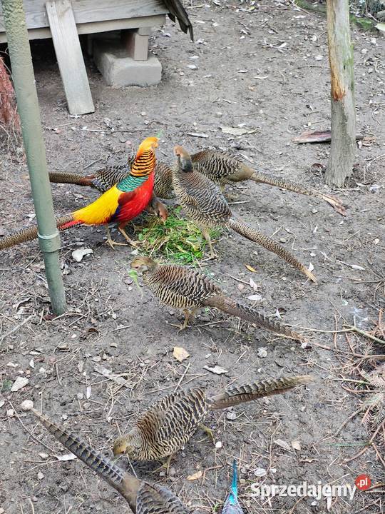 Bażant złoty samiec