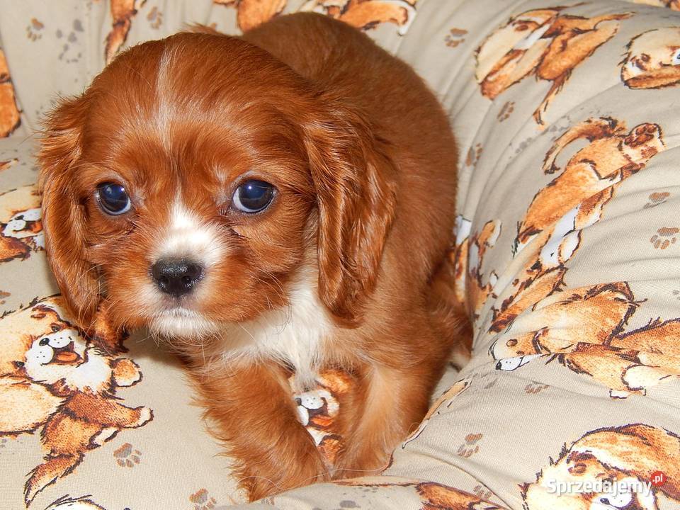 Cavalier King Charles Spaniel Chłopczyk Ruby Dąbrowa Górnicza sprzedam