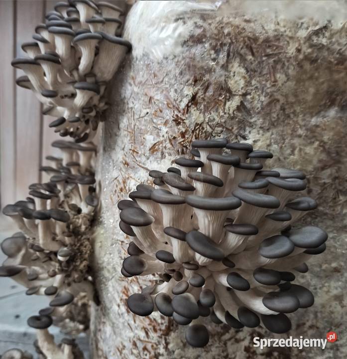 Grzybnia BOCZNIAKA duża kostka około 15 HIT Cieszyn