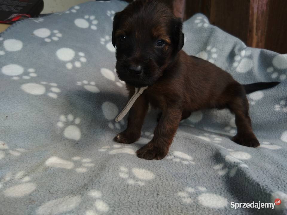 Briard Berger de brie Francuski owczarek Nowy Targ