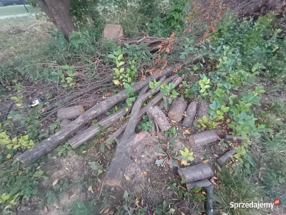Oddam chrust gałęzie i pieńki z drzew owocowych Kałków