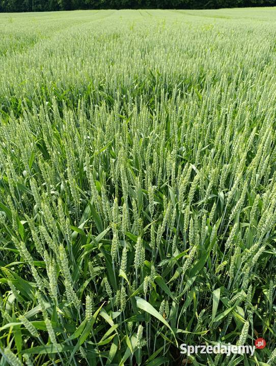 Sprzedam pszenicę ozimą Patras lubelskie Bełżyce