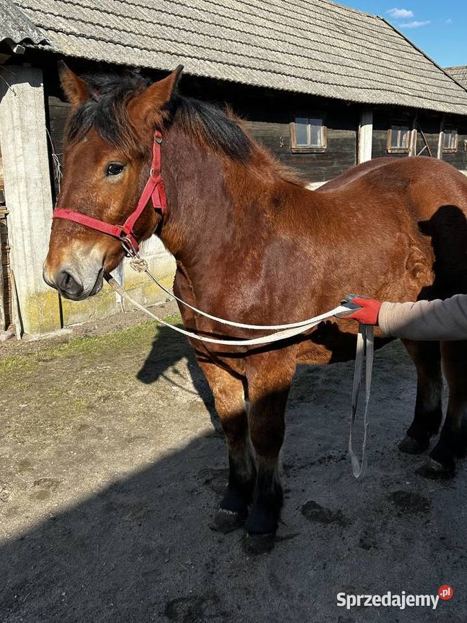 Roczna klacz rasy sokólskiej Konie Czyże