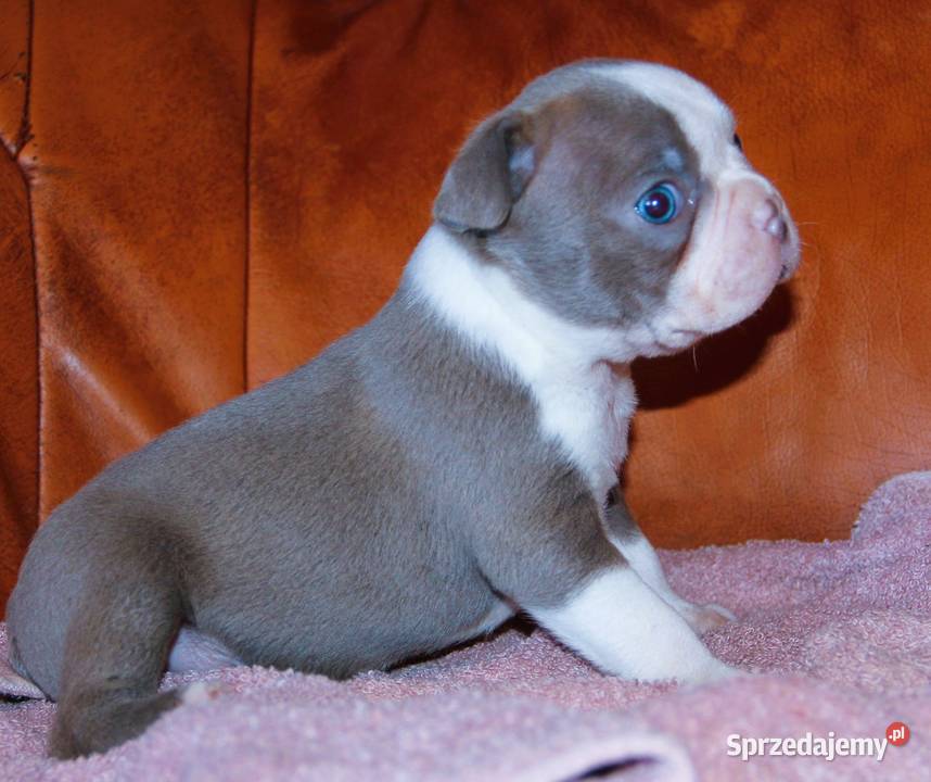 Boston Terrier color Kędzierzyn-Koźle sprzedam