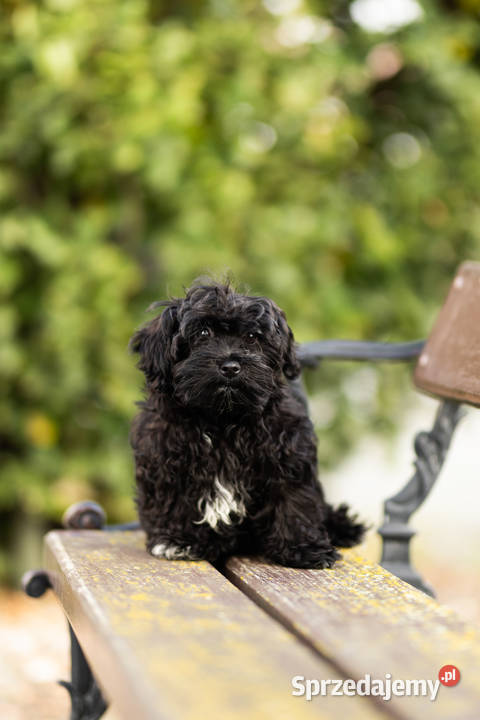 Rosyjska Bolonka Kolorowa Grodzisk Wielkopolski