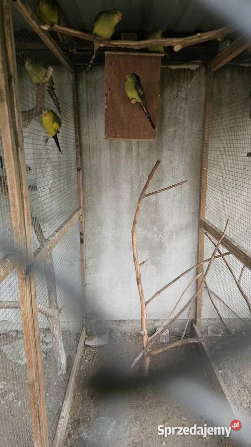 Sprzedam papugi Bergi górskie Ptaki