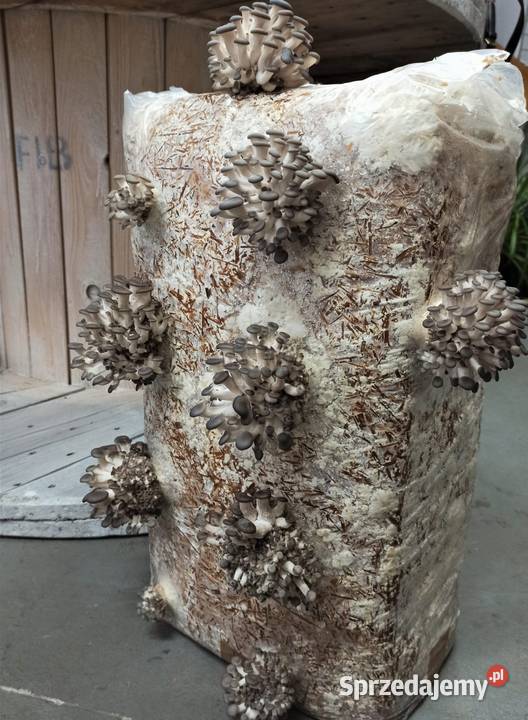 Grzybnia BOCZNIAKA duża kostka około 15 HIT sprzedam