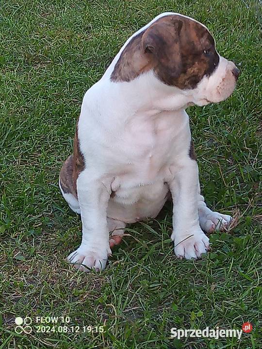 American bully xl suczki ABKC Starogard Gdański