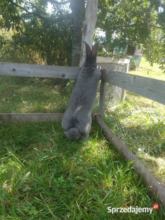 Belgijski Olbrzym Niebieski Główka