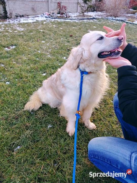 Piękny kremowy Golden Retriever 2 lata łagodny sprzedam