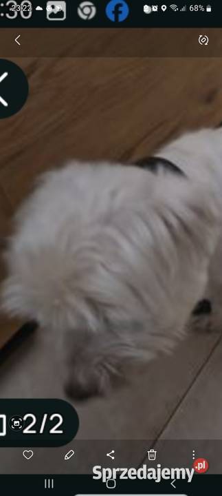 West Terrier pies Psy