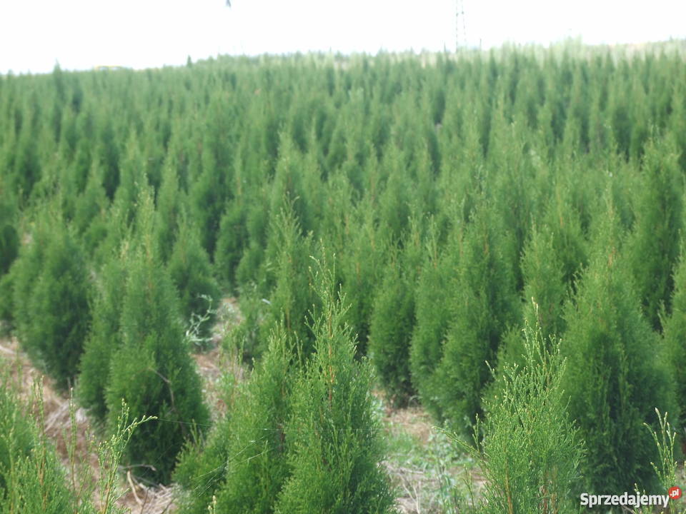 Thuja Tuja SMARAGD 100 15 Ostrów Lubelski