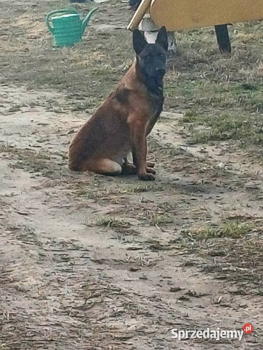 Owczarek Belgijski Owczarek