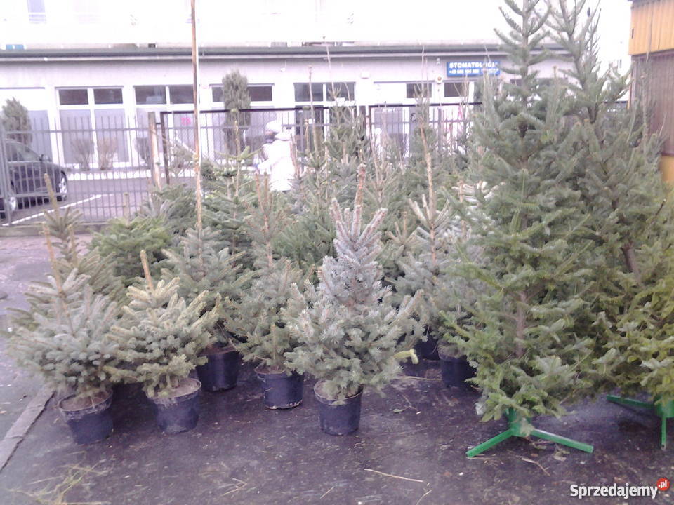 Choinki drzewka świąteczne w bezkonkurencyjnych